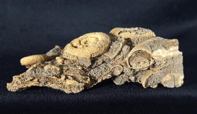 Dactylioceras athleticum (SIMPSON 1855) - Bild &copy; FossNet FossilienStore